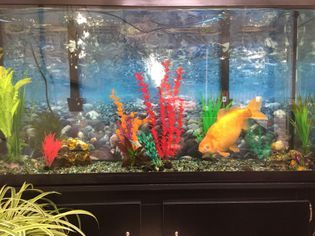 A 15 year old comet goldfish in a 100 gallon tank