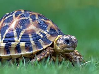 Indian star tortoise