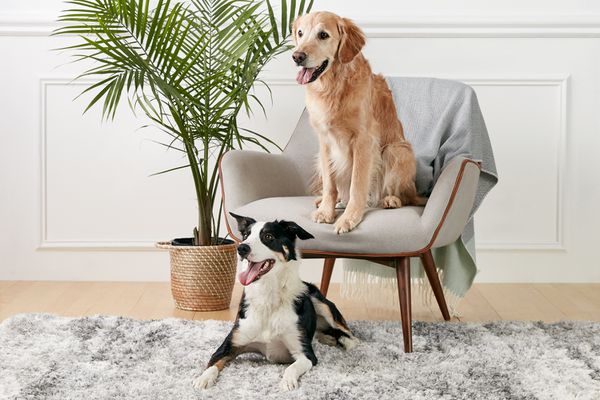 a Golden Retriever and a Border Collie