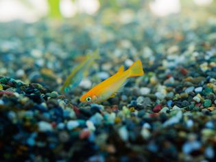Japanese Rice Fish