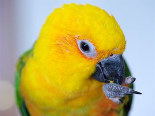 Jenday Conure, Jandaya Parakeet, Aratinga jandaya