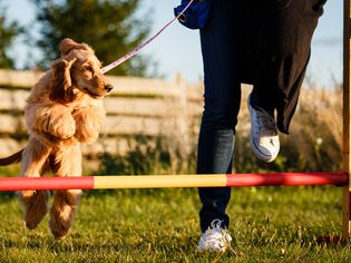 Dog in training