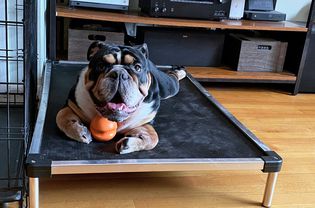 Dog with an orange ball lying on top of K9 Ballistics Cooling Platform