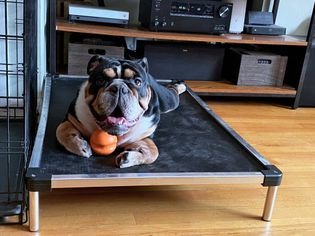 Dog with an orange ball lying on top of K9 Ballistics Cooling Platform
