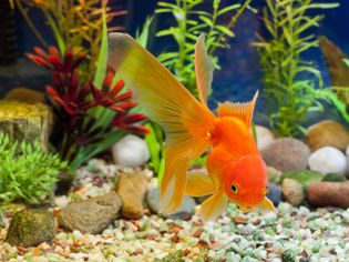 Kissing Gold Fish near aquarium gravel