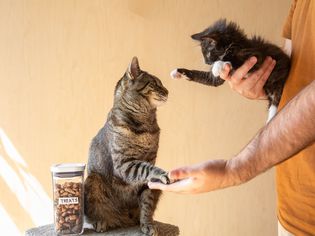 Black kitten held in arms in front of older brown and black striped cat 