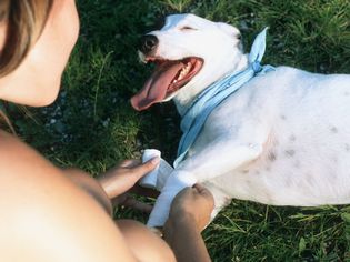 Lady owner bandages dog leg