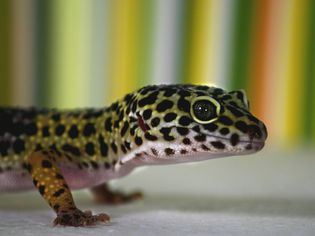 Leopard Gecko