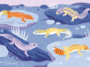 Popular Leopard Gecko Morphs