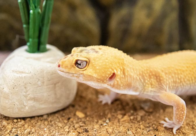 leopard gecko