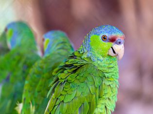 Lilac-crowned amazon