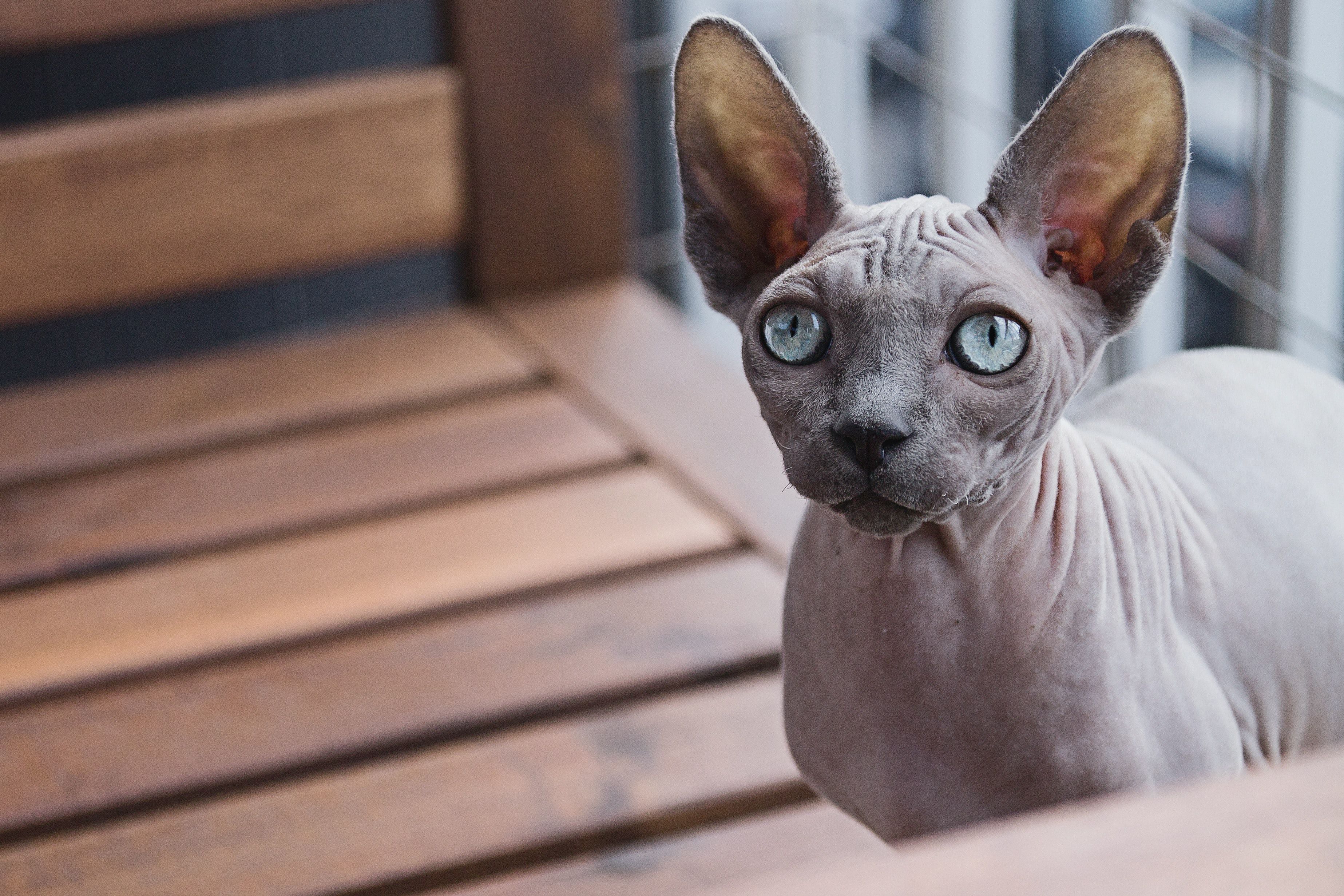 Sphynx mix
