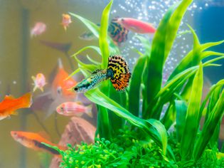 Little fish in fish tank or aquarium, gold fish, guppy and red fish, fancy carp with green plant, underwater life.