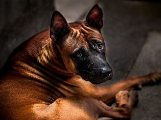 Dog looking fearful