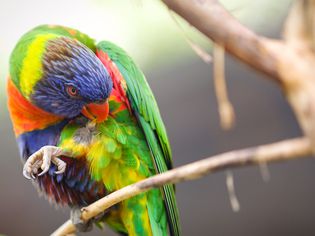 Lorakeet Biting His Feathers