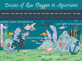 Causes of Low Oxygen in Aquariums