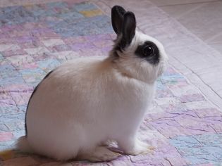Mini rex rabbit on the floor