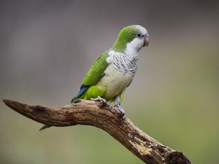 MONK PARAKEET EATING WILD FRUITS