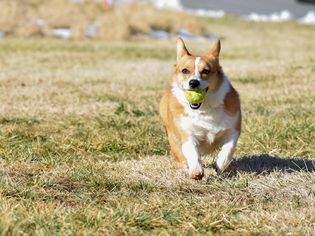 Brown and white corgi dog running with ball in mouth