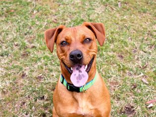 a mixed-breed dog headshot outdoors