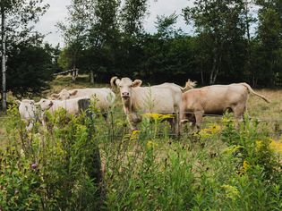 Cream-colored cows grazing behind wire fence