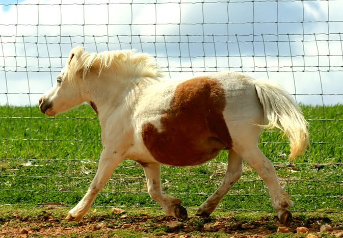 White and brown filly horse running outside