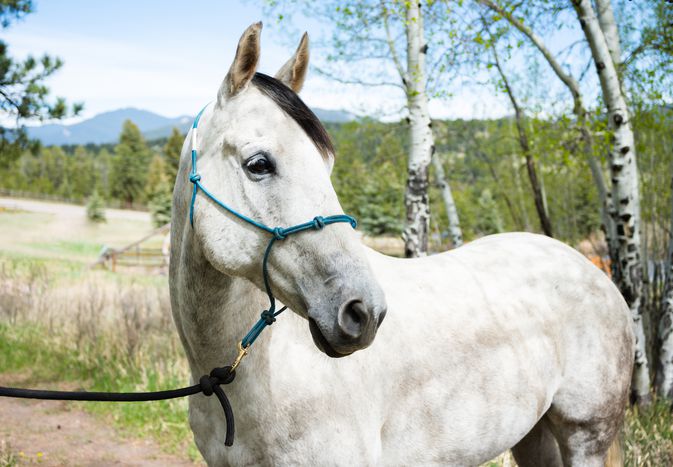 White horse with black hair standing outside