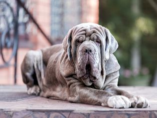 Neapolitan mastiff lying on porch steps