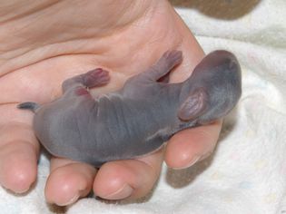 newborn kit