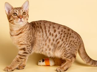 Side profile of an ocicat on a plain yellow background