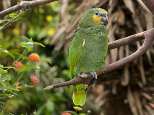 Orange-winged Amazon parrot