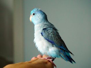 pacific parrotlet