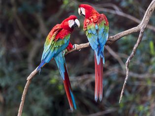 Pair of red-and-green macaws interacting together.