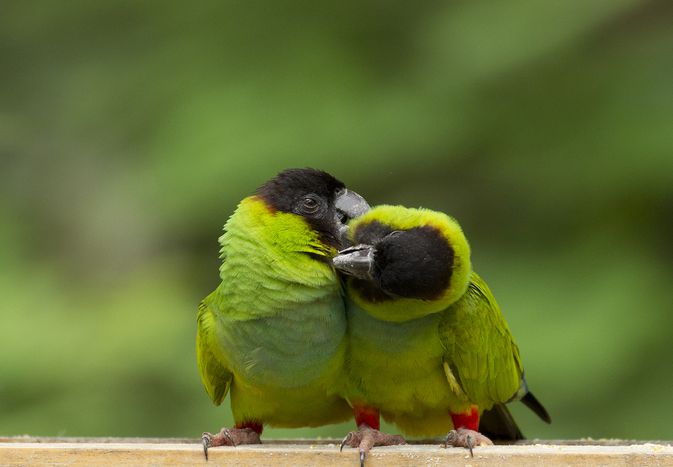 Parakeets preening