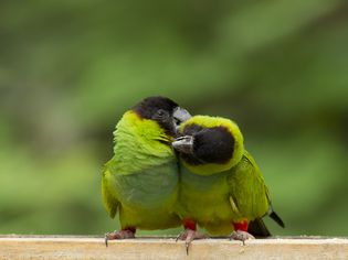 Parakeets preening