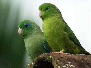 A pair of Spectacled Parrotlets in Colombia