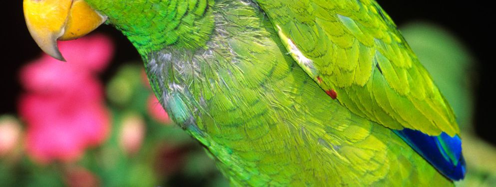 bird behavior