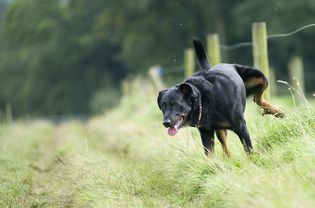 dog lifting leg to urinate on grass