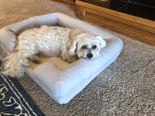 A dog lying down on the Pet Fusion Ultimate Dog Bed