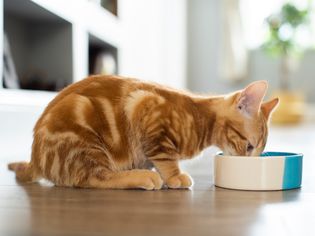 Pet Ginger Cat Eating Food From Bowl At Home