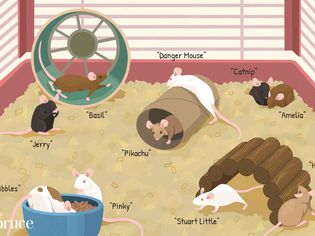 Mice Names