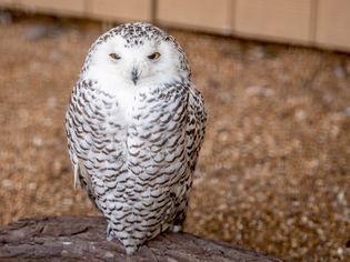 Snowy white owl with yellow owls sitting on wooden perch