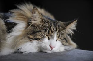picture of norwegian forest cat sleeping