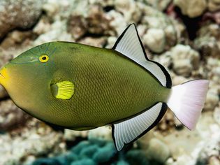 Pinktail Durgon (Melichthys vidua), near Kona