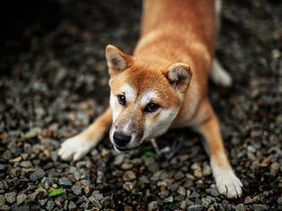 Dog crouching on front legs as if bowing