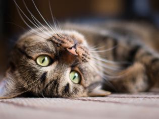 Playful kitty Cat