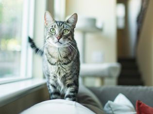 Playful Tabby Cat Indoors