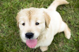 Golden retriever puppy smiling with its tongue out.Big Tongue Smile