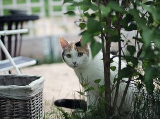 Portrait Of Cat Sitting Outdoors