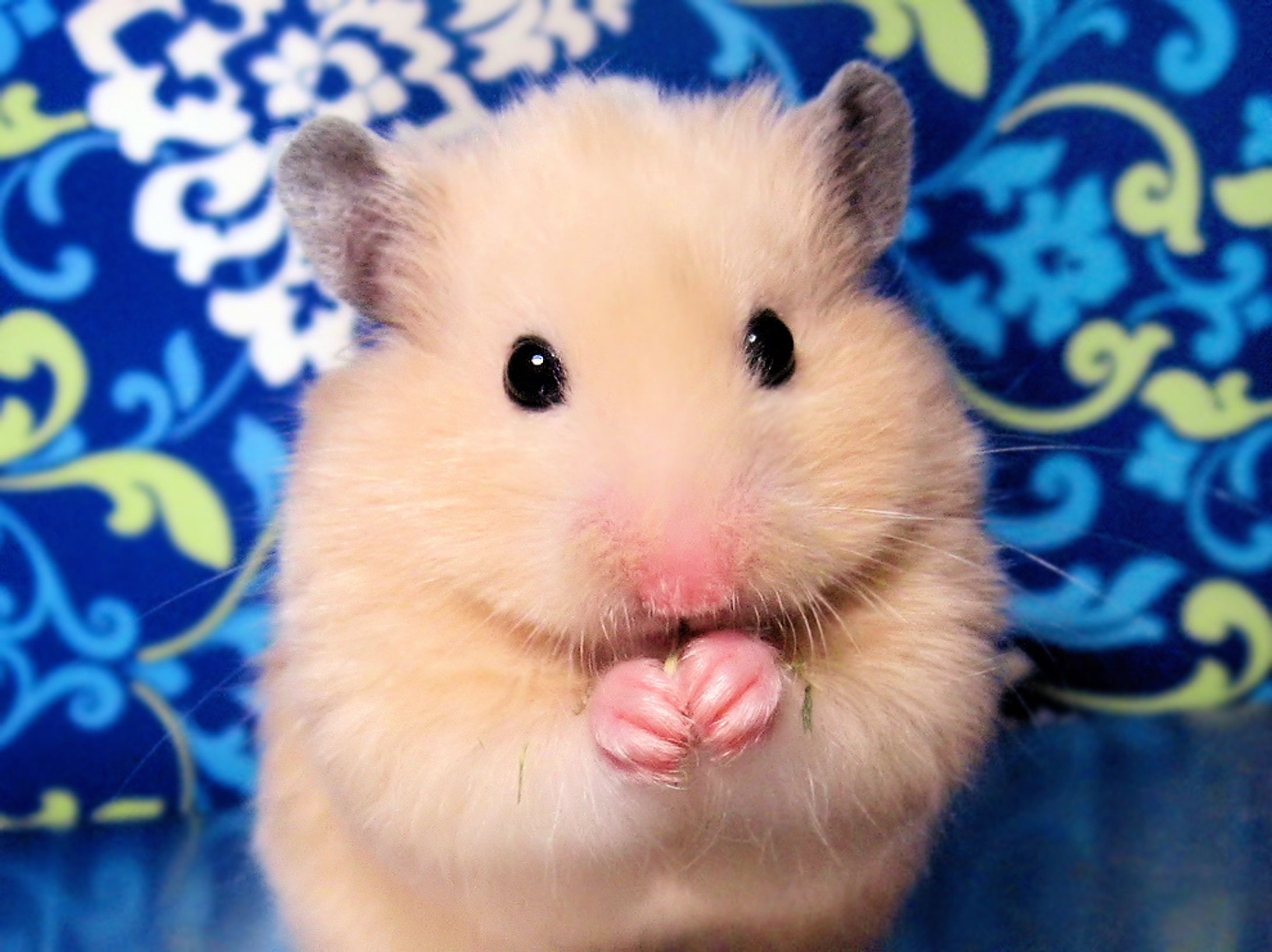 Portrait of female Syrian hamster